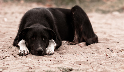 Image showing Sad dog on the ground