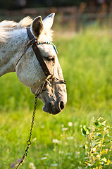 Image showing Closeup of a horse in the forest