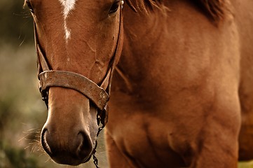 Image showing Vintage photo of a cute horse