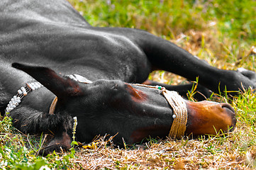 Image showing Dead Horse on green grass