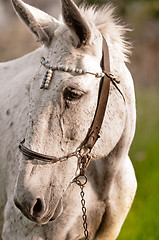 Image showing Closeup of a beutiful white horse