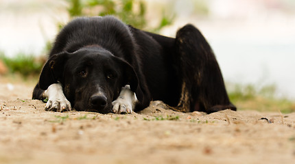 Image showing Sad dog on the ground