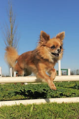 Image showing jumping chihuahua