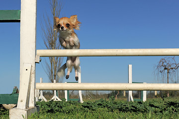 Image showing jumping chihuahua