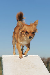 Image showing chihuahua in agility