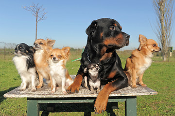 Image showing chihuahuas and rottweiler