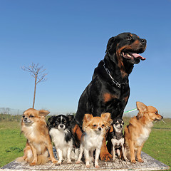 Image showing chihuahuas and rottweiler