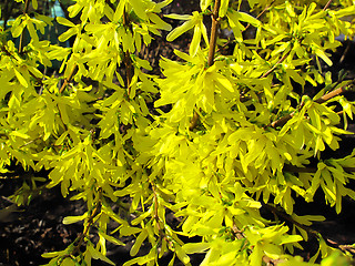 Image showing yellow flowers of forsythia bush