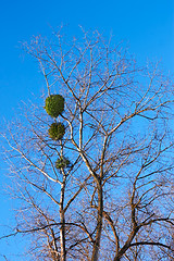 Image showing Mistletoe plant on a birch tree