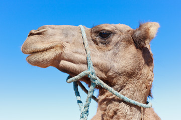Image showing Lone Camel with blue sky