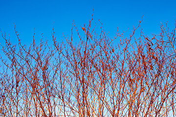 Image showing High dried grassy plants