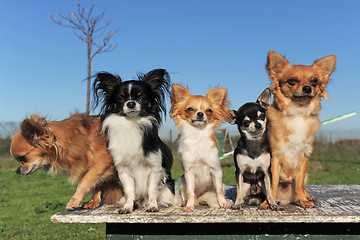 Image showing five chihuahuas