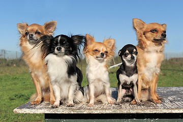 Image showing five chihuahuas