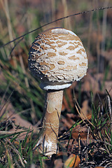 Image showing Macrolepiota procera or Parasol mushroom