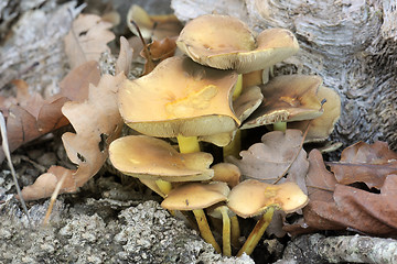 Image showing wood fungus