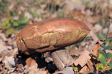 Image showing bolete mushroom