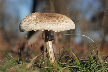 Image showing Macrolepiota procera or Parasol mushroom