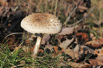 Image showing Macrolepiota procera or Parasol mushroom