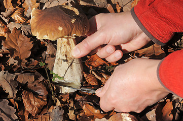 Image showing Picking bolete mushroom