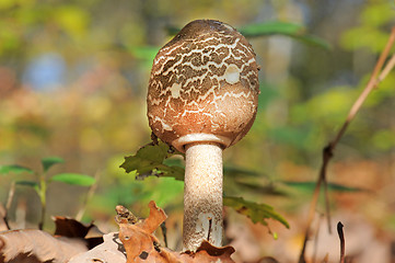 Image showing Macrolepiota procera or Parasol mushroom