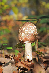 Image showing Macrolepiota procera or Parasol mushroom