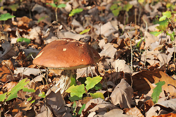 Image showing bolete mushroom