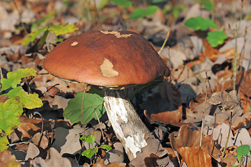 Image showing bolete mushroom