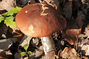 Image showing bolete mushroom