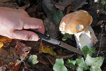 Image showing Picking bolete mushroom