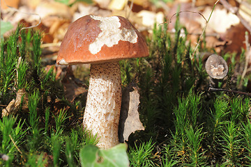 Image showing bolete mushroom