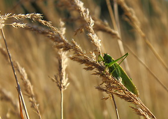 Image showing Grasshopper on wheat