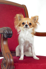 Image showing chihuahua on chair