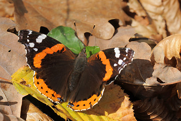 Image showing Red Admiral ,Vanessa atalanta,