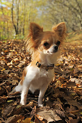 Image showing chihuahua in forest