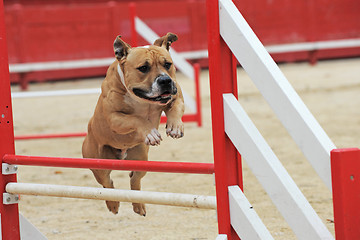 Image showing american staffordshire terrier in agility