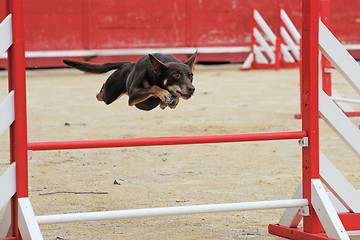 Image showing australian cattle dog in agility