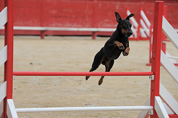 Image showing Manchester Terrier in agility