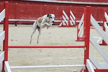 Image showing jumping whippet