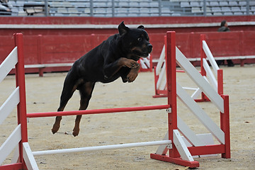 Image showing rottweiler in agility