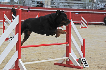 Image showing rottweiler in agility