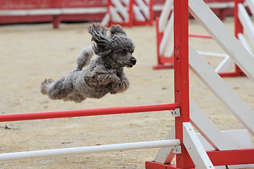 Image showing poodle in agility