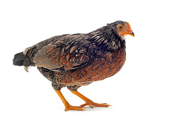 Image showing young bantam