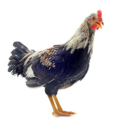 Image showing young bantam rooster