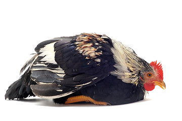 Image showing young sick  bantam rooster