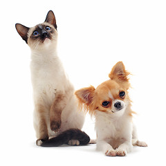 Image showing puppy chihuahua and siamese kitten