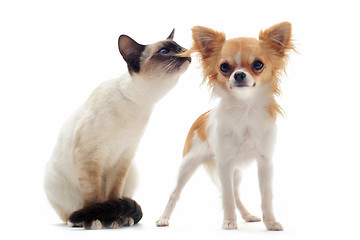 Image showing puppy chihuahua and siamese kitten