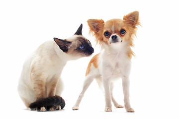 Image showing puppy chihuahua and siamese kitten