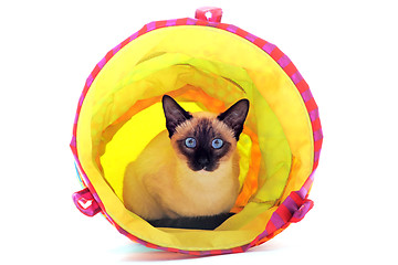 Image showing playing Siamese Cat