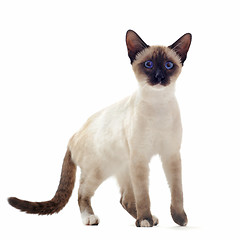 Image showing Siamese kitten