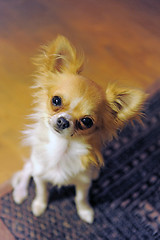 Image showing puppy chihuahua